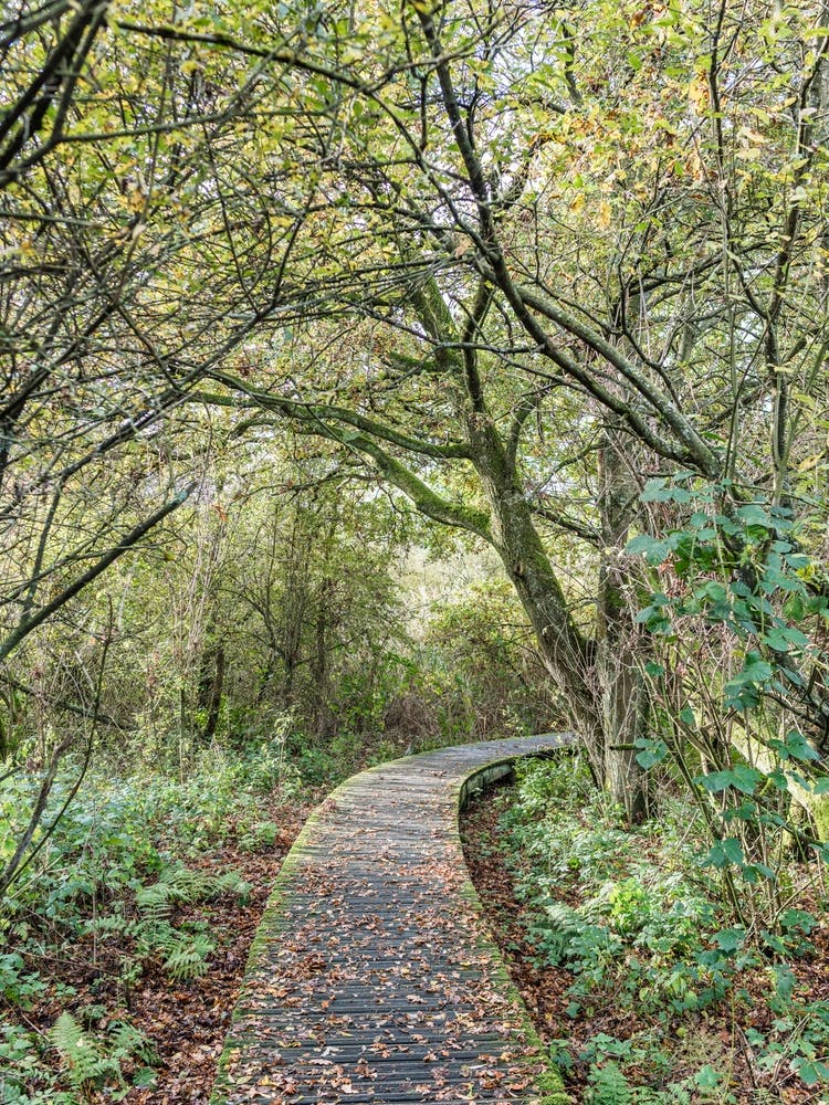 Gelbe Und Grüne Herbstblätter
