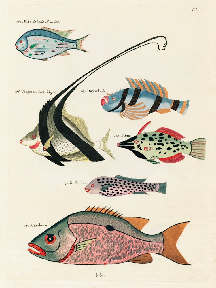 Colourful And Surreal Illustrations Of Fishes Found In Moluccas (Indonesia) And The East Indies, Louis Renard(75)