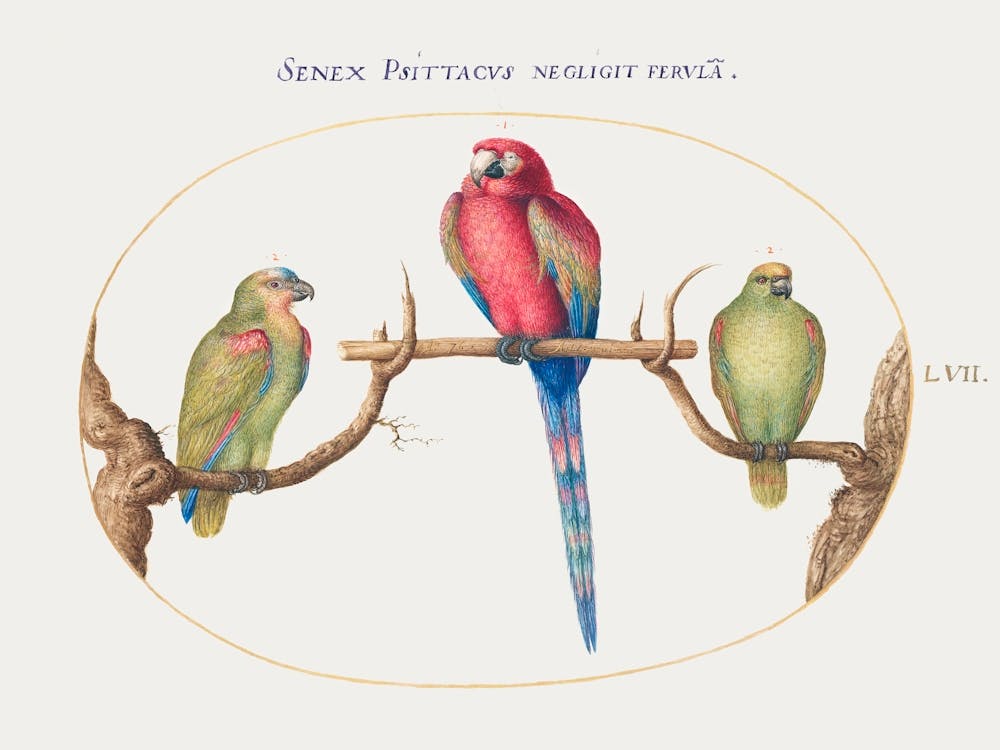 Scarlet Macaw With Two Smaller Green Parrots (1575–1580), Joris Hoefnagel