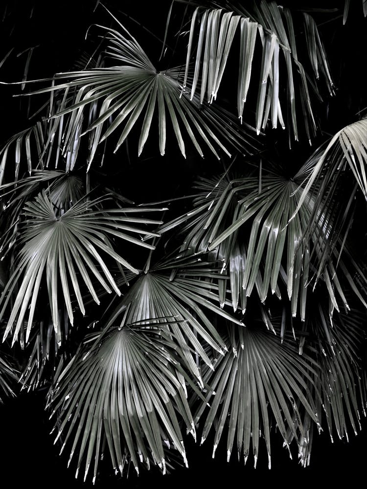 Tropical Garden 5i5