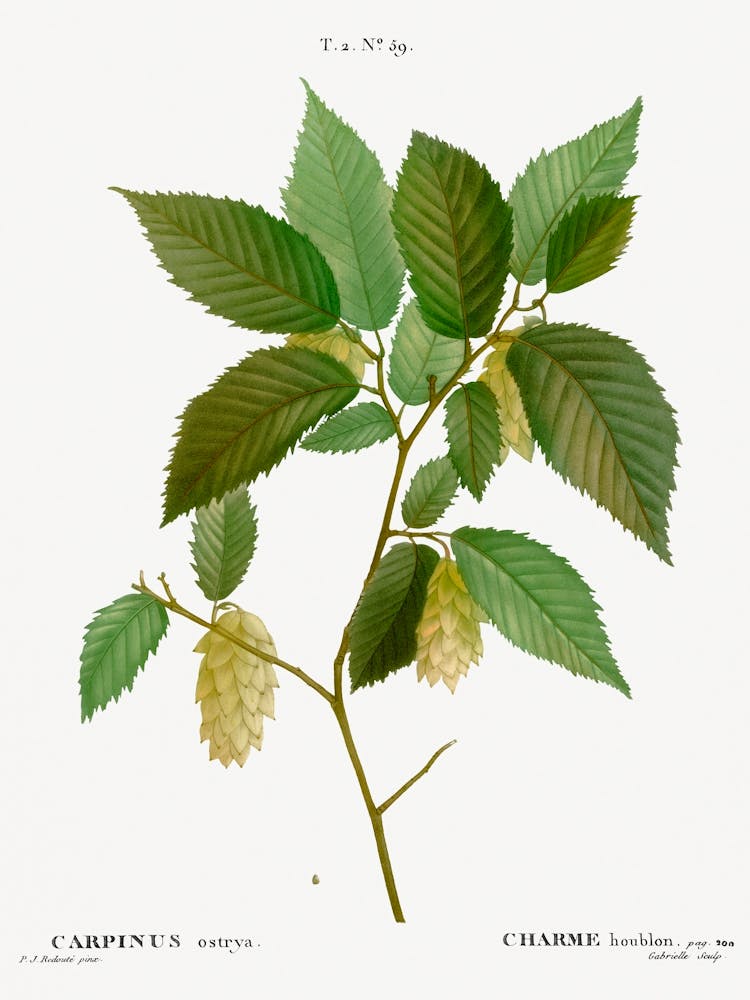 American Hophornbeam, Pierre Joseph Redoute