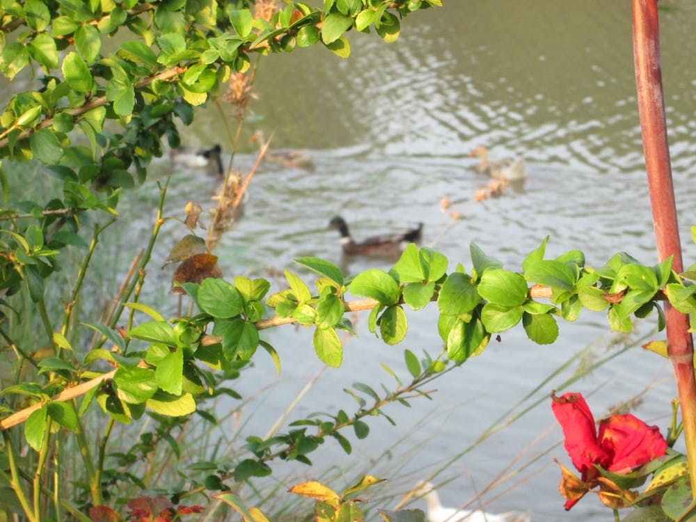 Morning in India