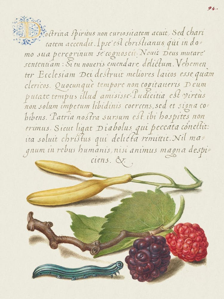Hyacinth, Black Mulberry, And Caterpillar From Mira Calligraphiae Monumenta, Joris Hoefnagel
