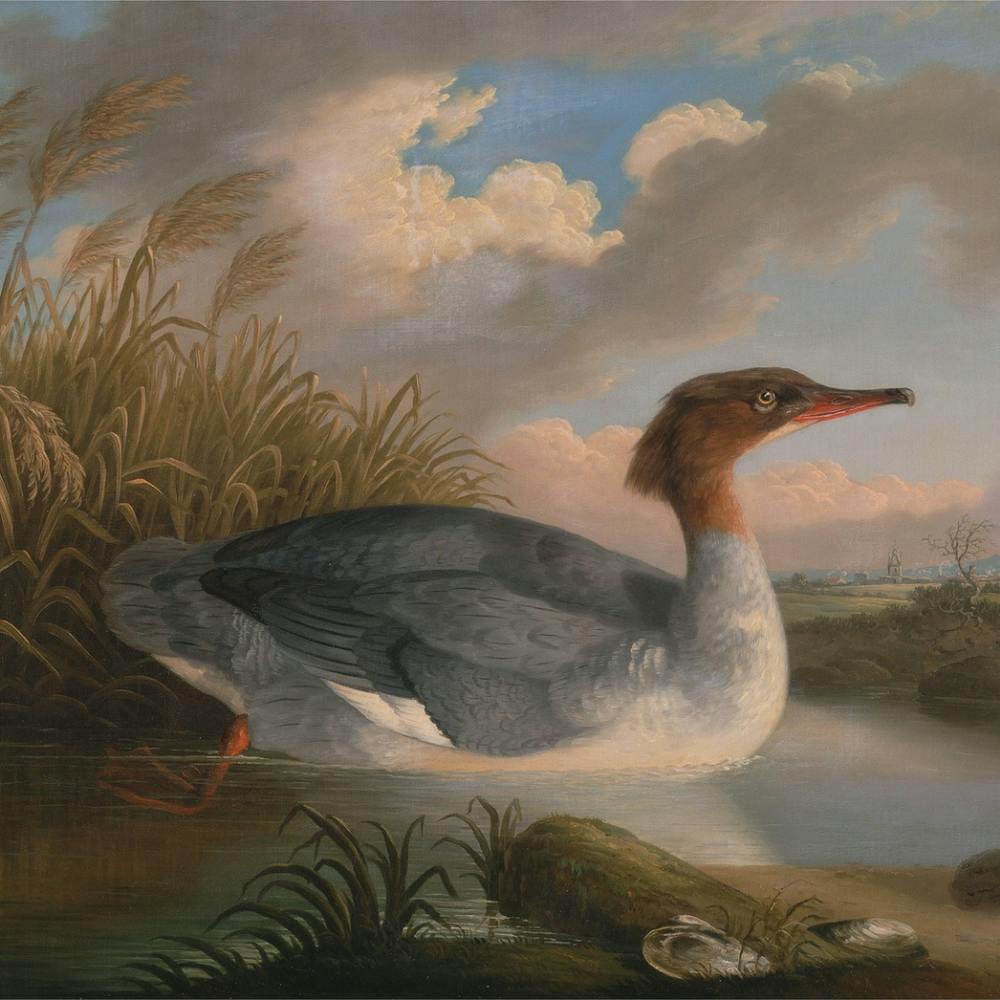 Duck In The Water