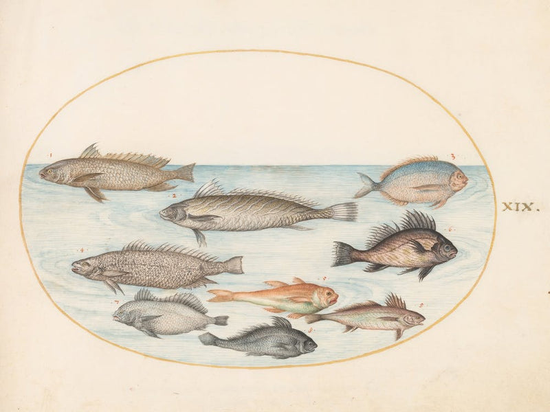 Animalia Aqvatilia Et Cochiliata, Joris Hoefnagel 5