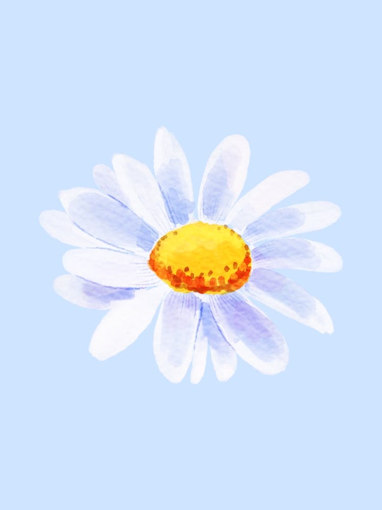 Daisy 4