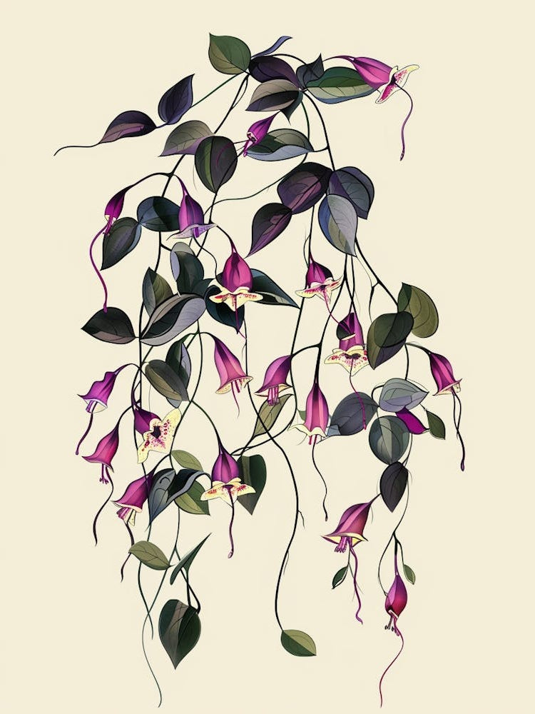 Wandering Jew Plant Minimalist Illustration 4