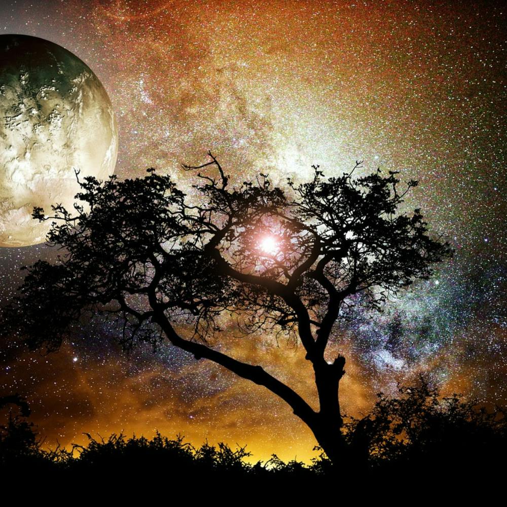 Tree In The Night Sky