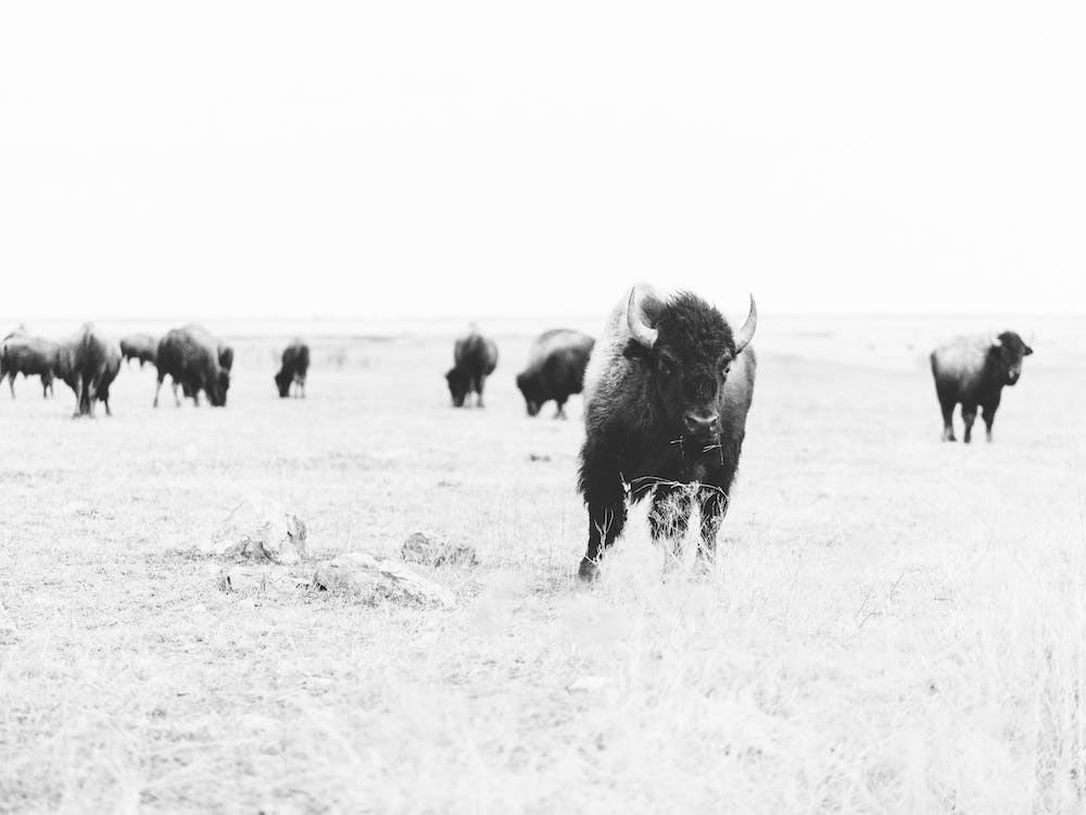 Bison Running