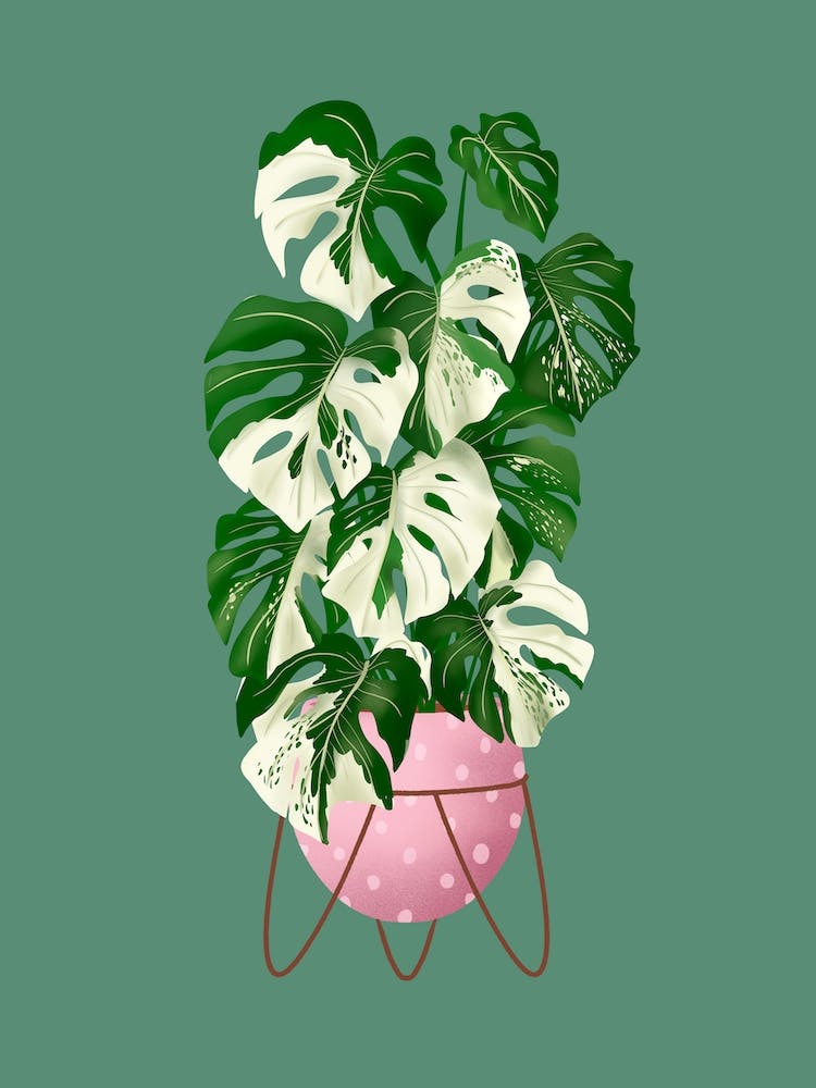 Monstera Variegated