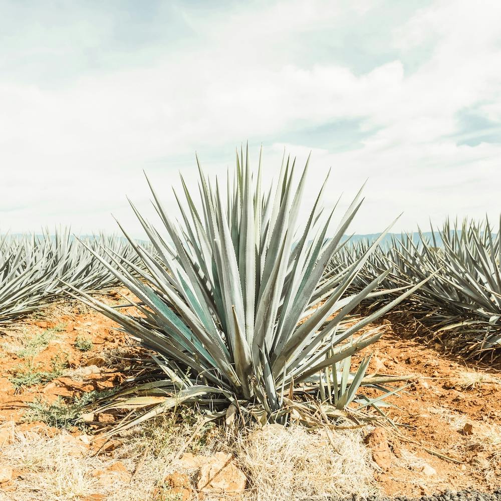 Rows Of Agave Plants Square