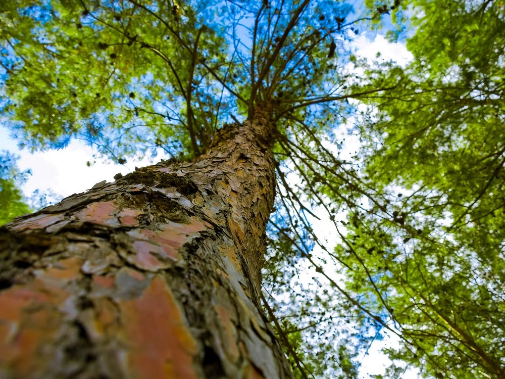Tree From Below
