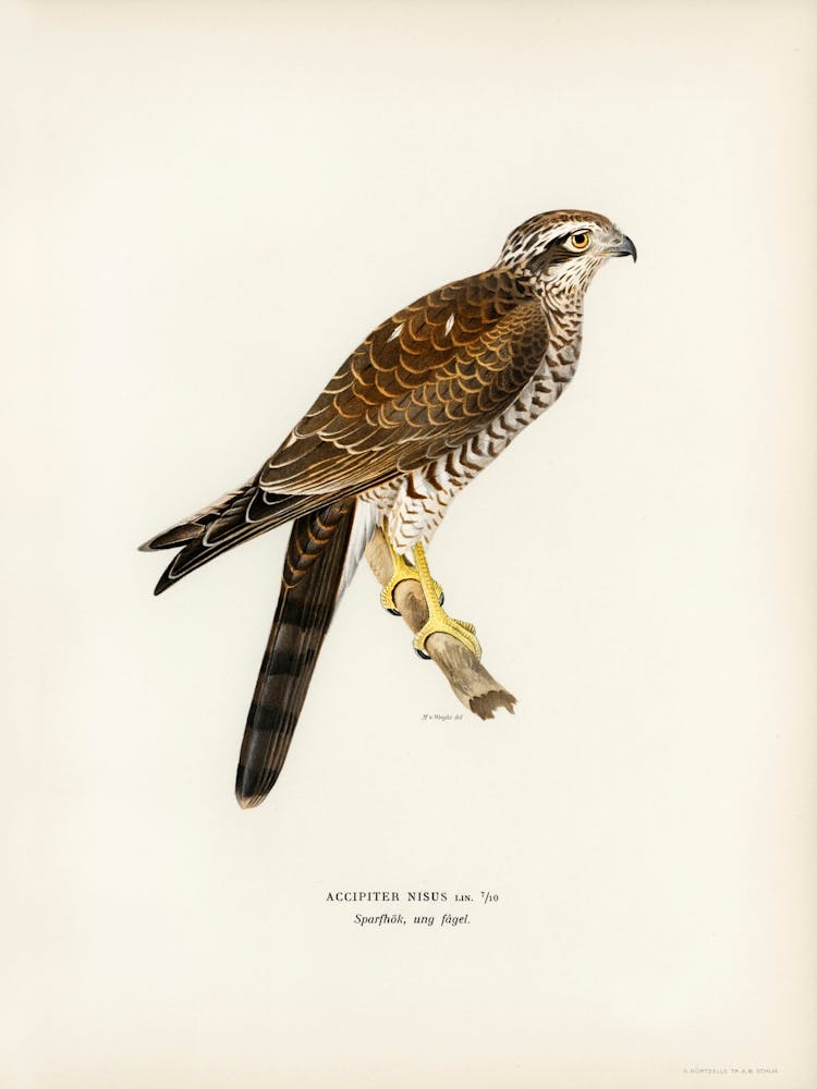 Eurasian Sparrowhawk, The Von Wright Brothers