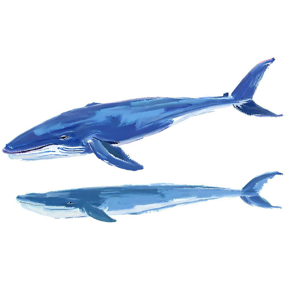 Blue Whale 07