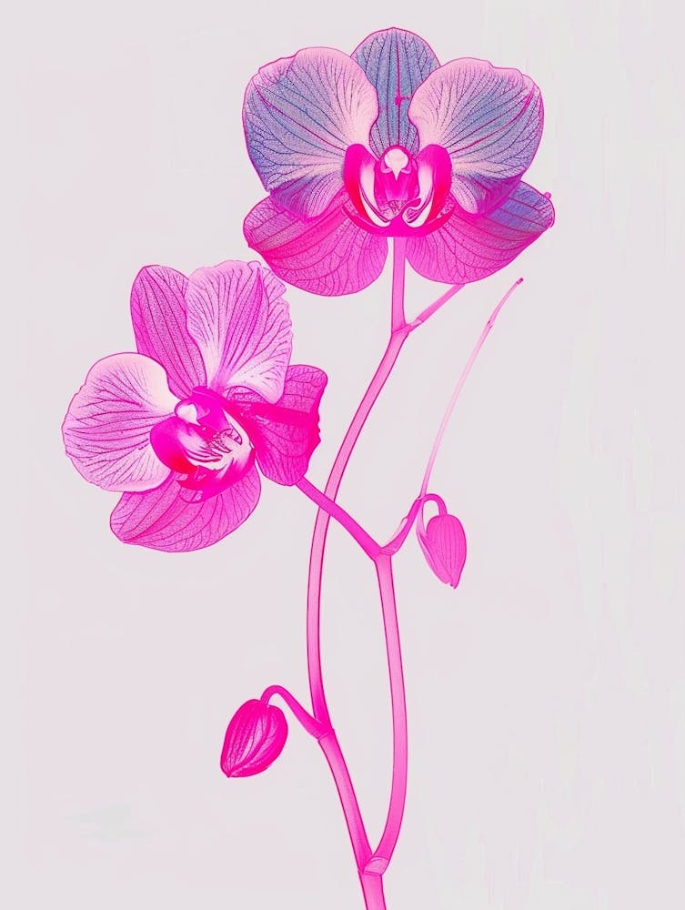 Hot Pink Orchid 3