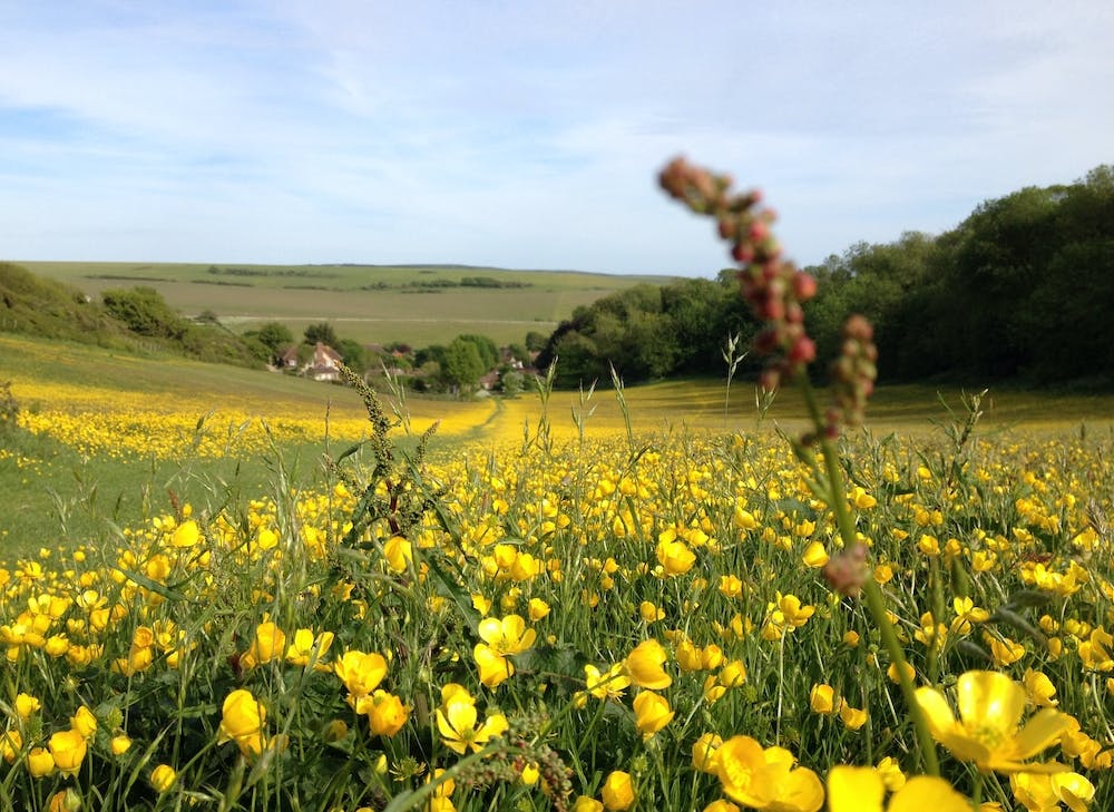 Field Of Yellow Flowers in England