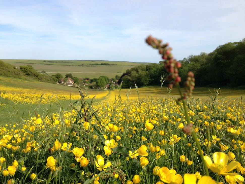 Field Of Yellow Flowers in England