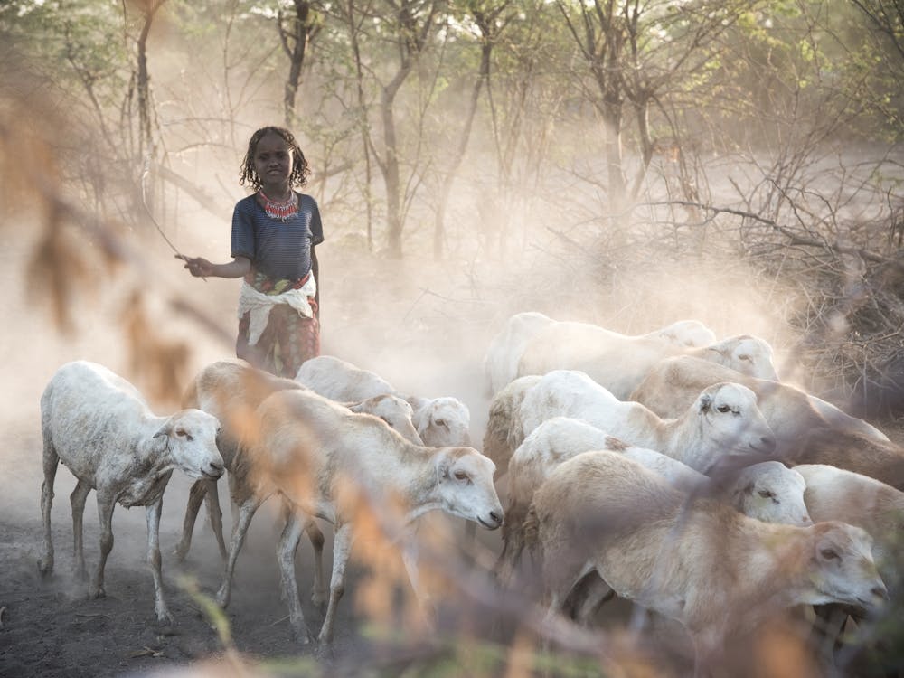 Girl With Her Goats