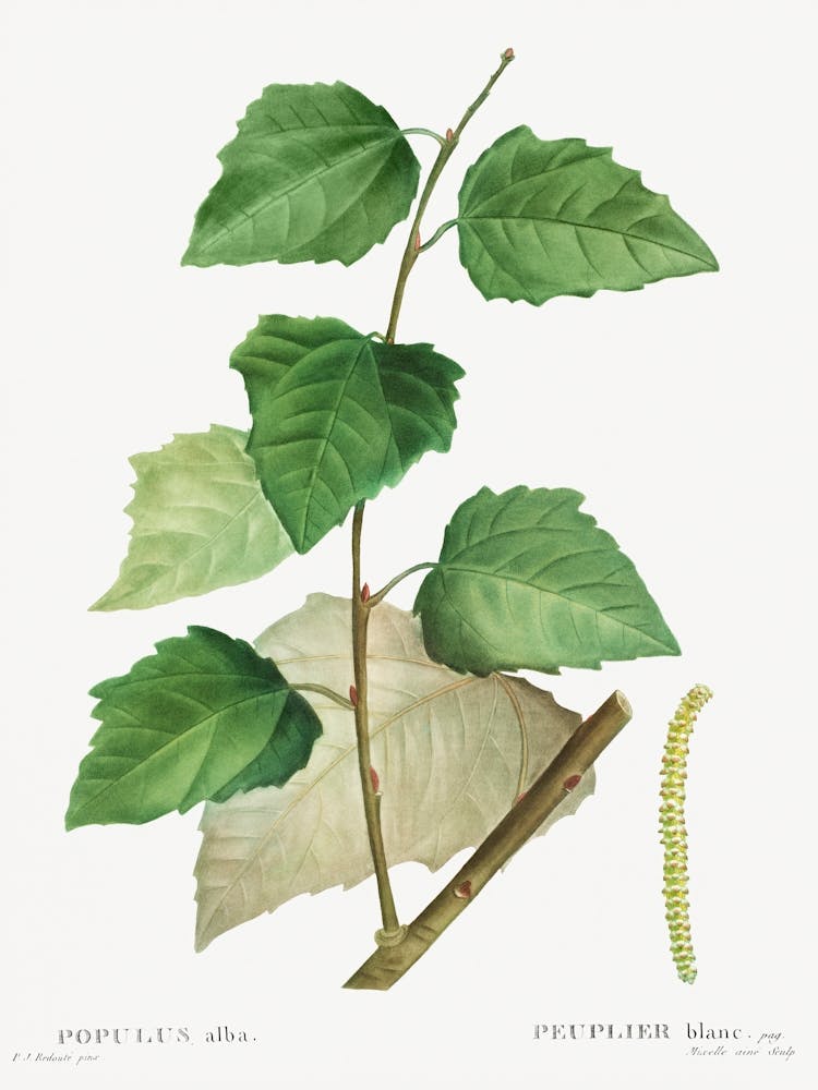 White Poplar, Pierre Joseph Redoute