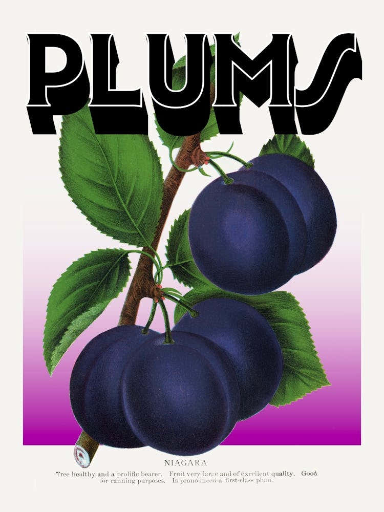Plums Purple Graphic Wall Art Vintage Unique Eclectic