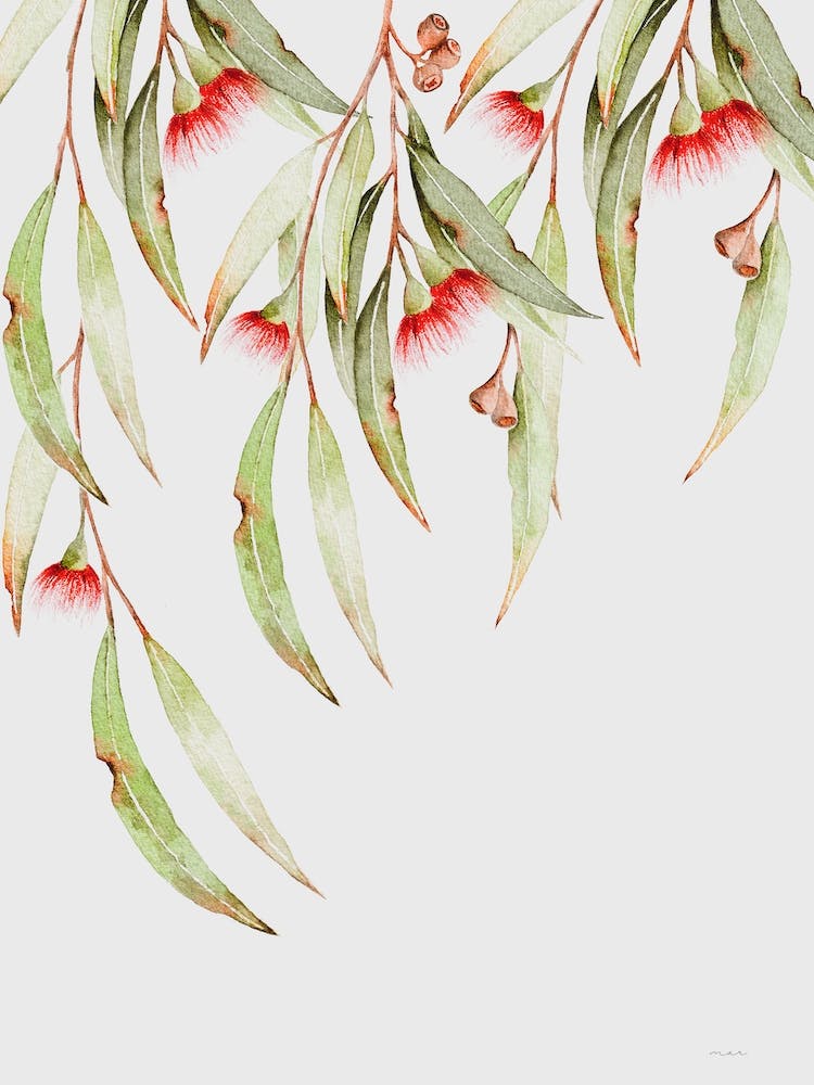 Eucalyptus Eremophila I