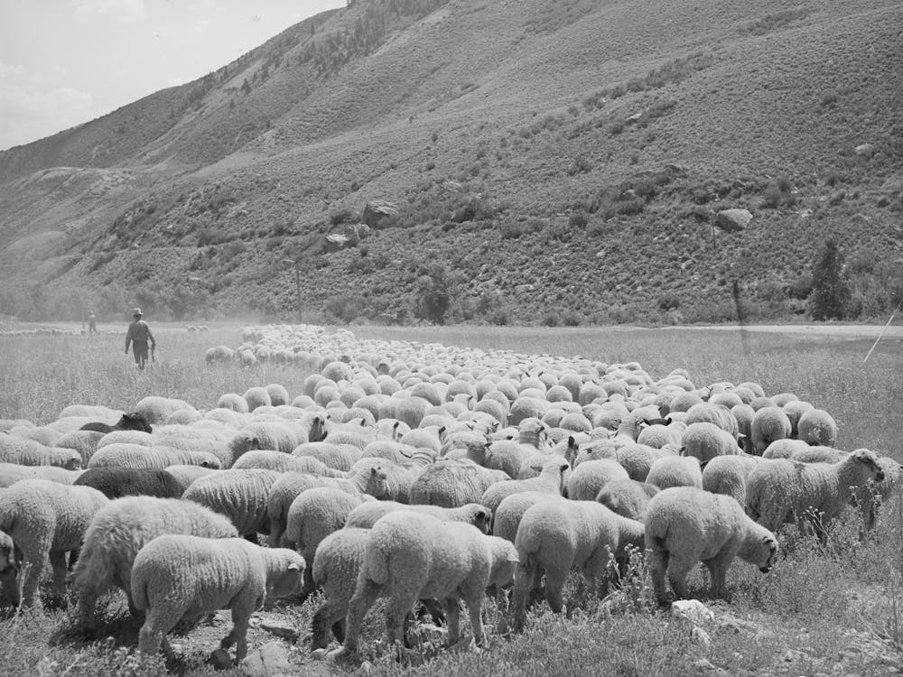 Photo Sans Titre, Probablement Liée à la Conduite d'Agneaux Gras à Cimarron, Colorado, Pour Expédition à Denver, Colorado Par