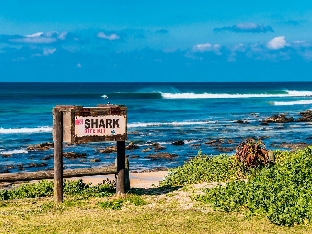 Shark Beach