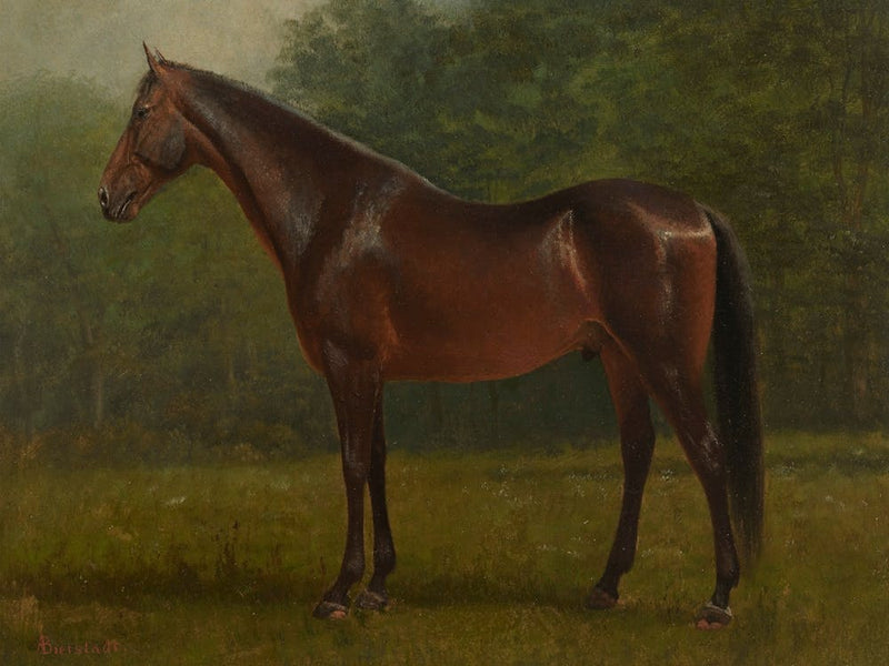 Thoroughbred, Albert Bierstadt