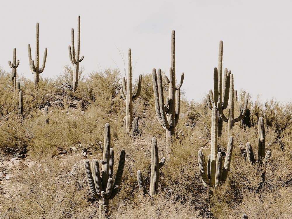 Saguaro Cactus Hillside