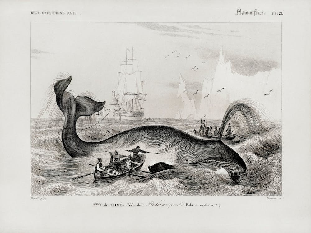 Balaena Mysticetus, Bowhead Whale, Charles Dessalines D'Orbigny