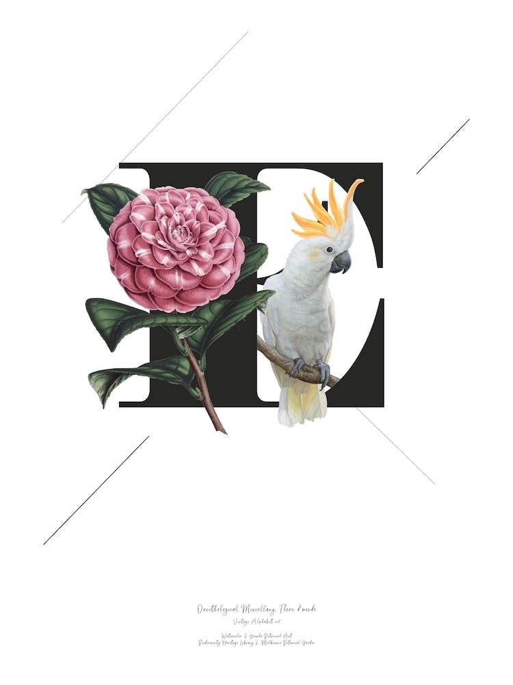 Botanical Alphabet E