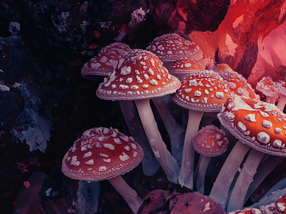 Mushrooms In The Forest 2