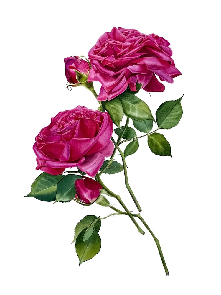 Pink Roses watercolor illustration