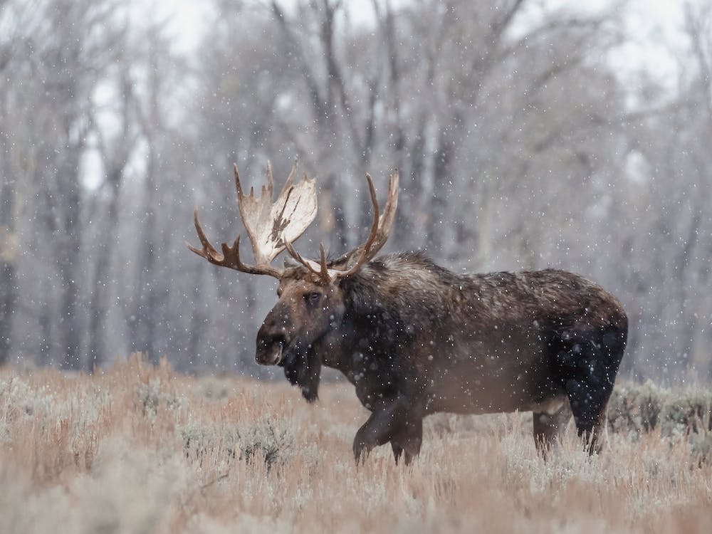 Cold Autumn Day Moose
