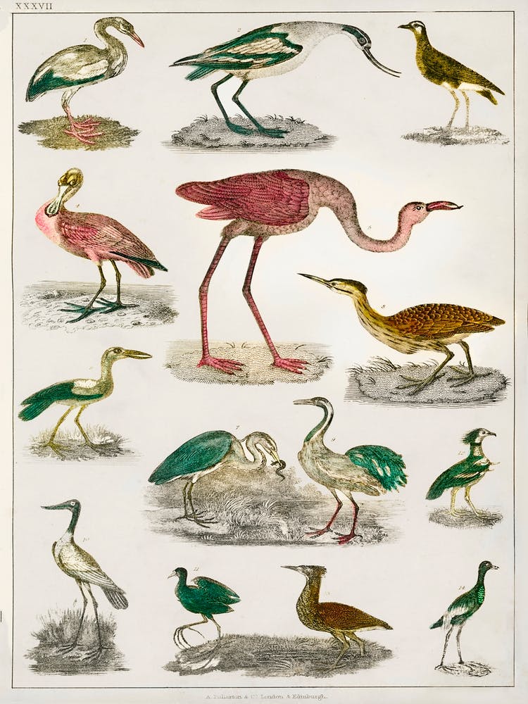 Collection Of Various Flightless Birds, Oliver Goldsmith