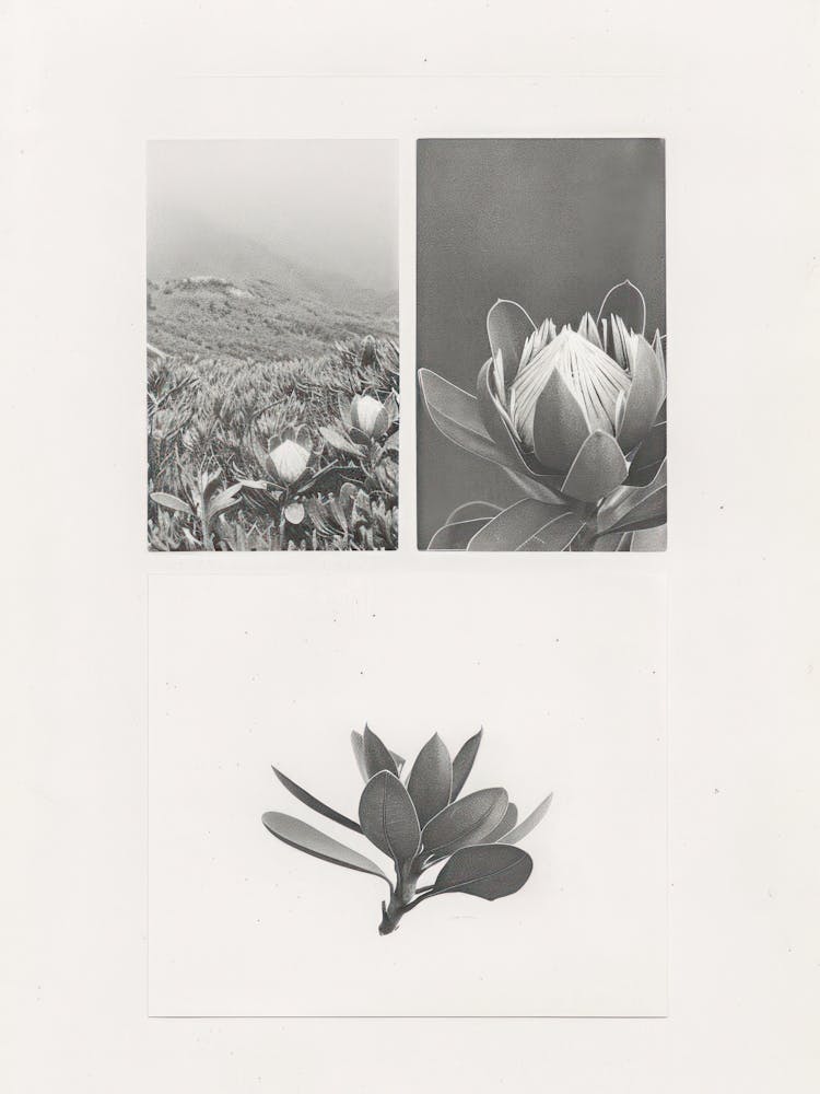 Protea Flower Photo Collage 4