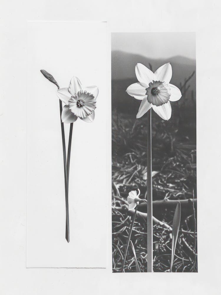 Daffodil Flower Photo Collage 2