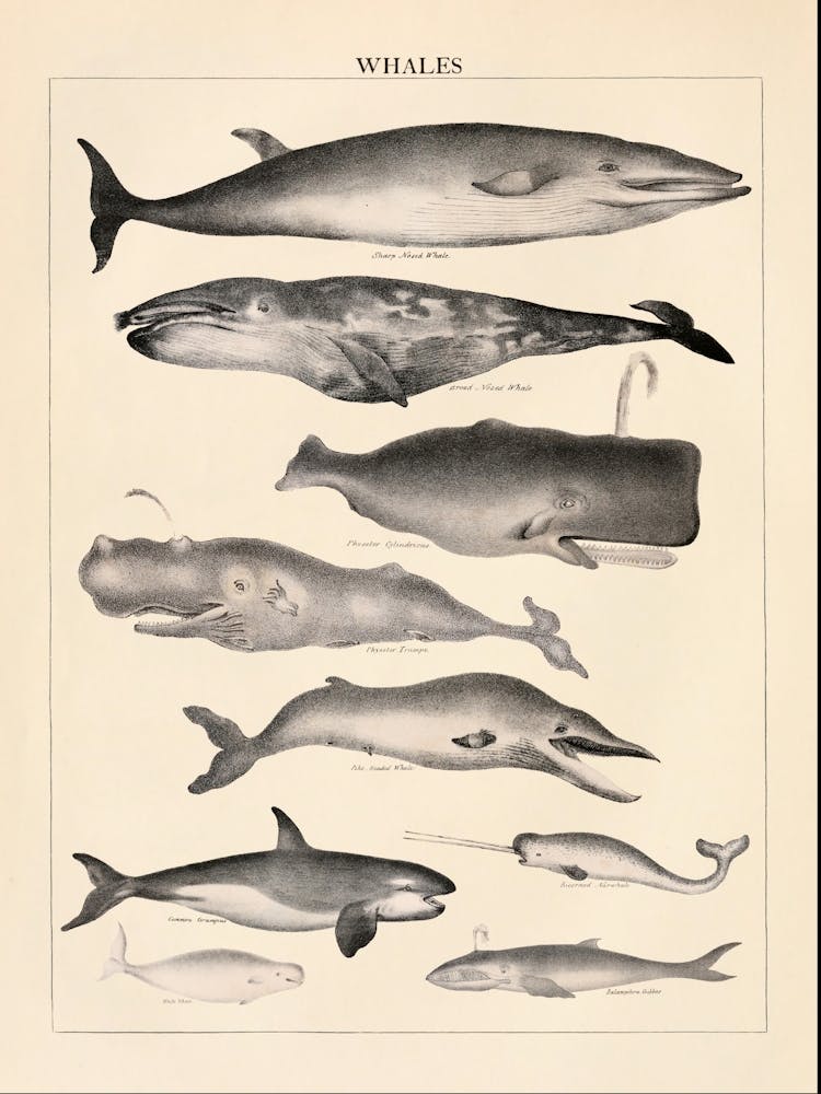 Whales Vintage Illustration