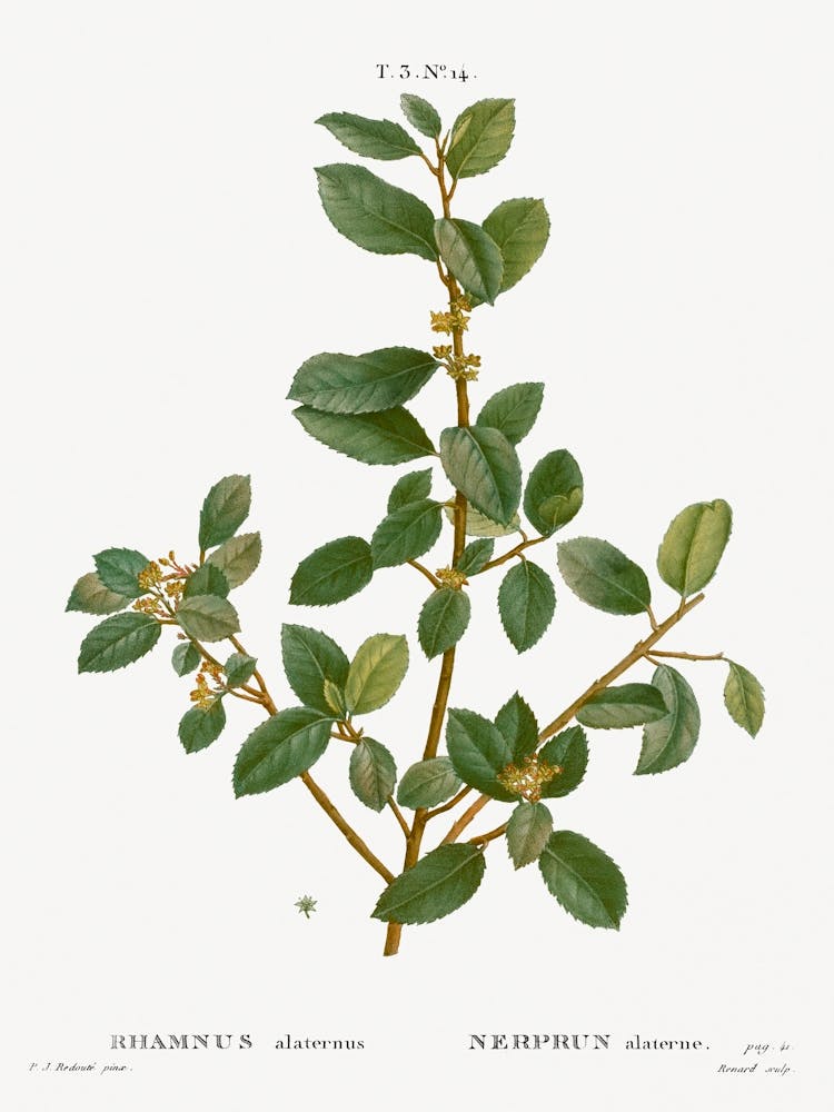 Italian Buckthorn, Pierre Joseph Redoute