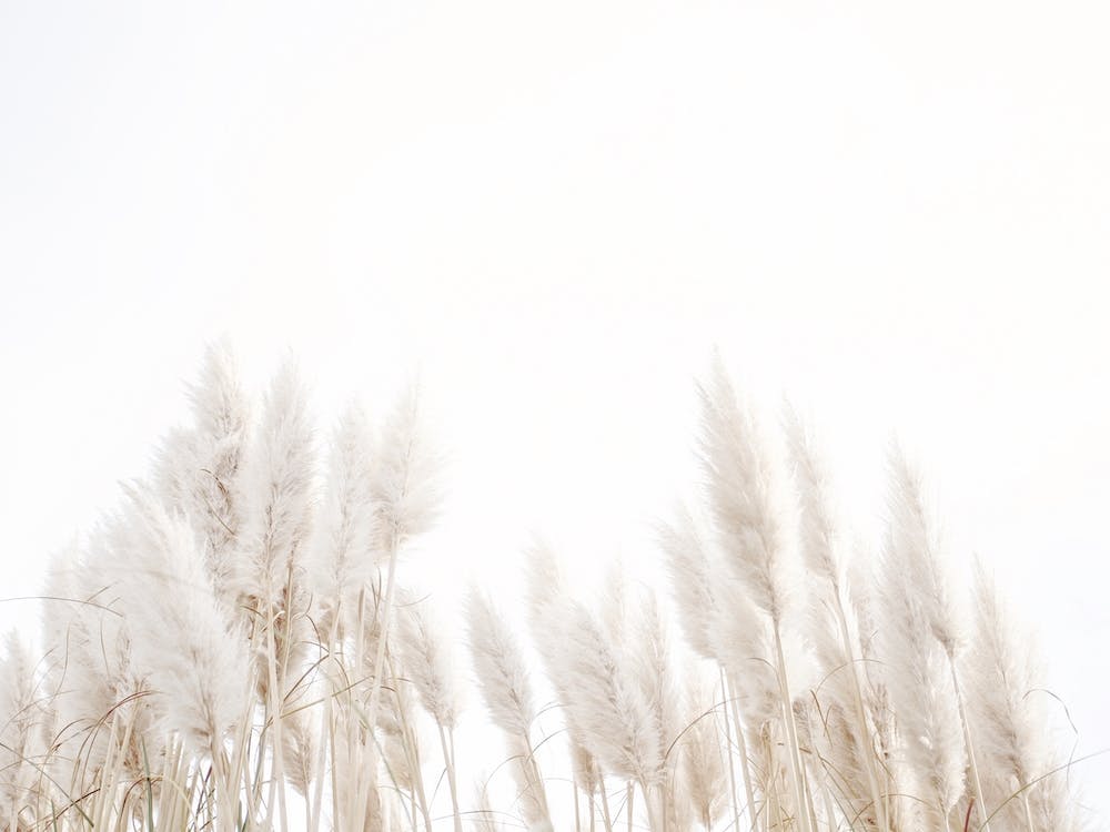 Pampas Grass In Wind
