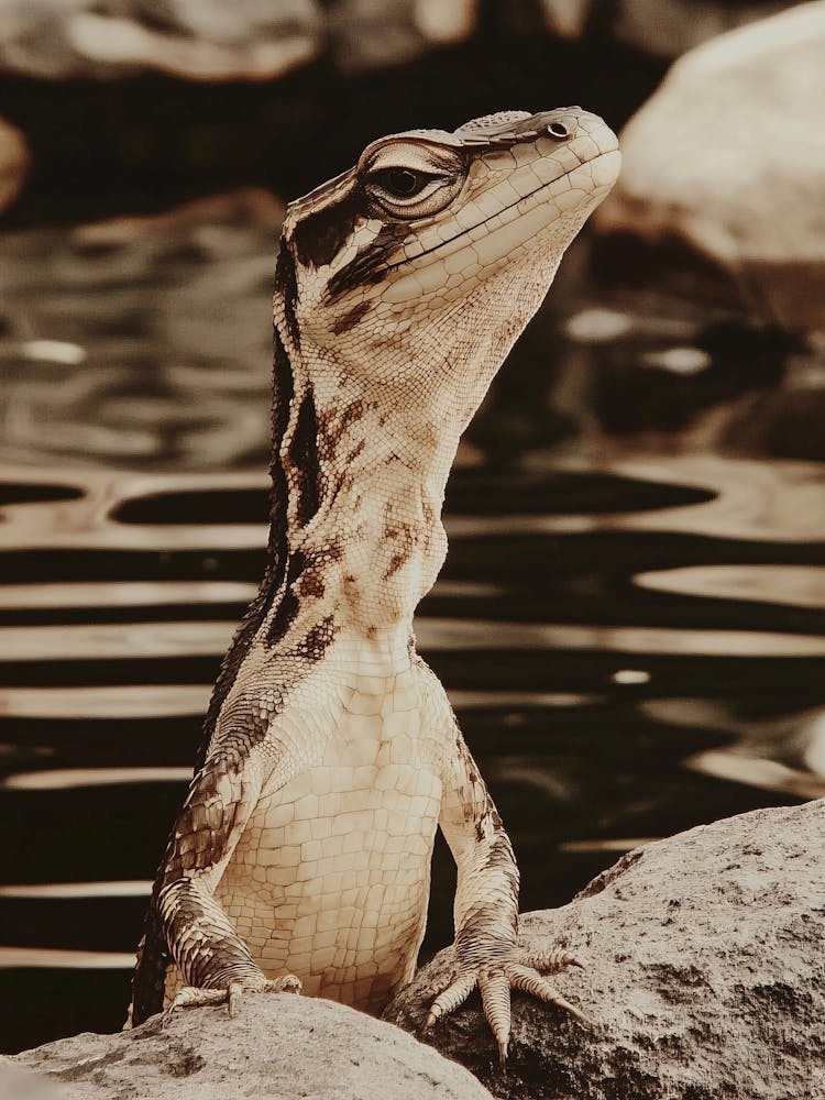 Lizard 7