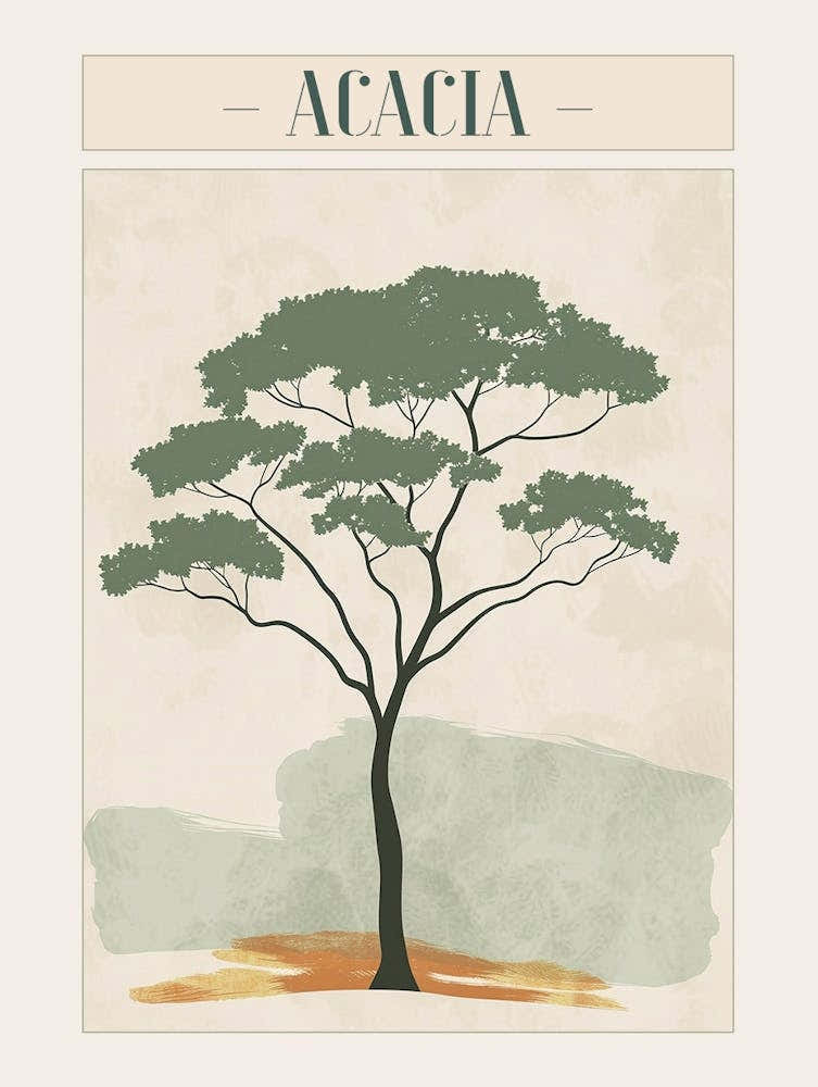 Acacia Tree Minimal Japandi Illustration 4 Poster