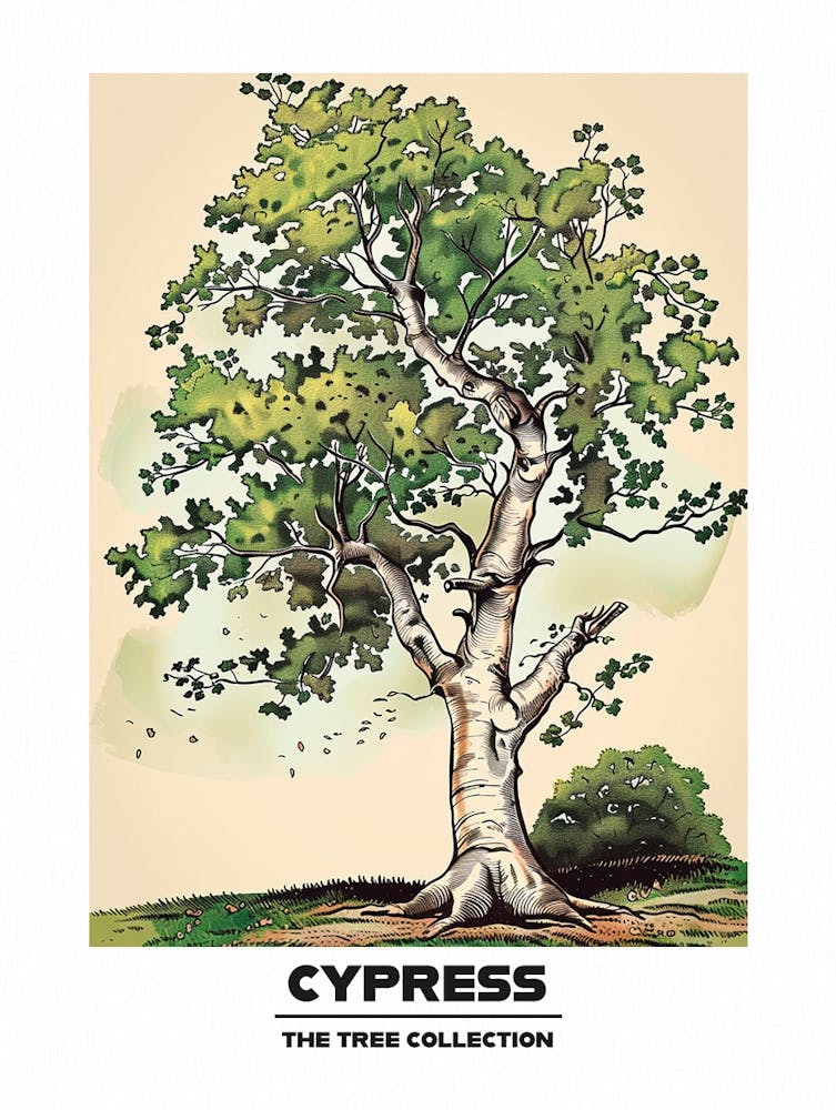 Cypress Tree Storybook Illustration 3 Poster
