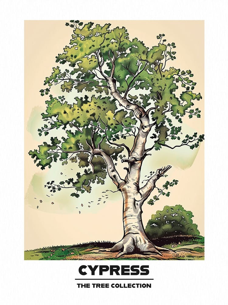 Cypress Tree Storybook Illustration 3 Poster