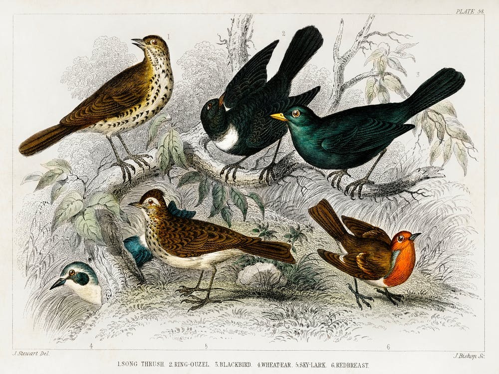Song Thrush, Ring Ouzel, Blackbird, Wheat Ear, Sky Lark, And Redbreast, Oliver Goldsmith
