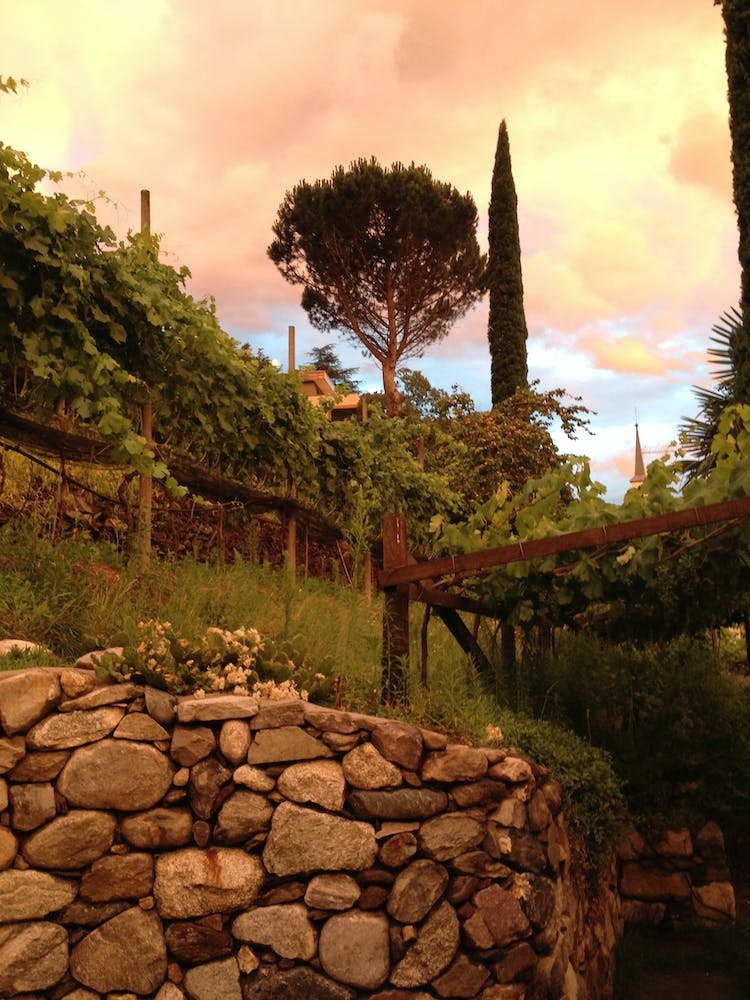 Sunset At The Vineyard