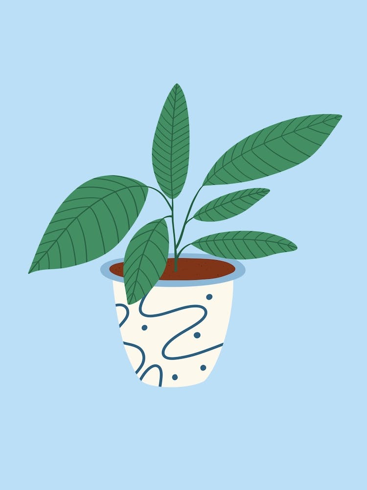 Leafy House Plant
