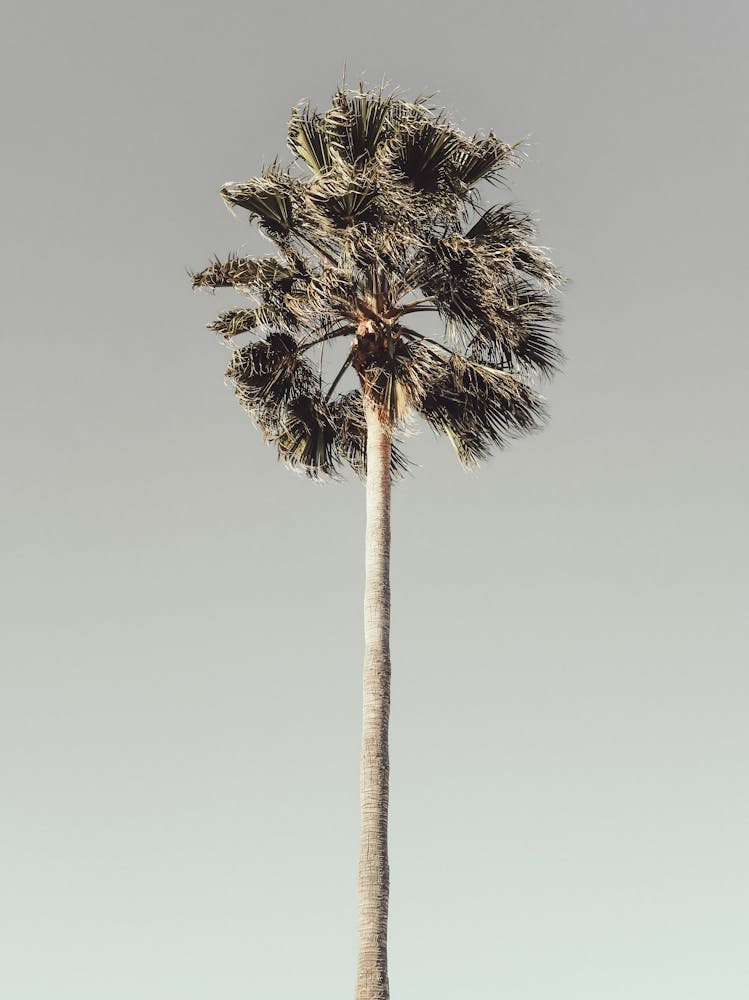 Palm Tree_2191206
