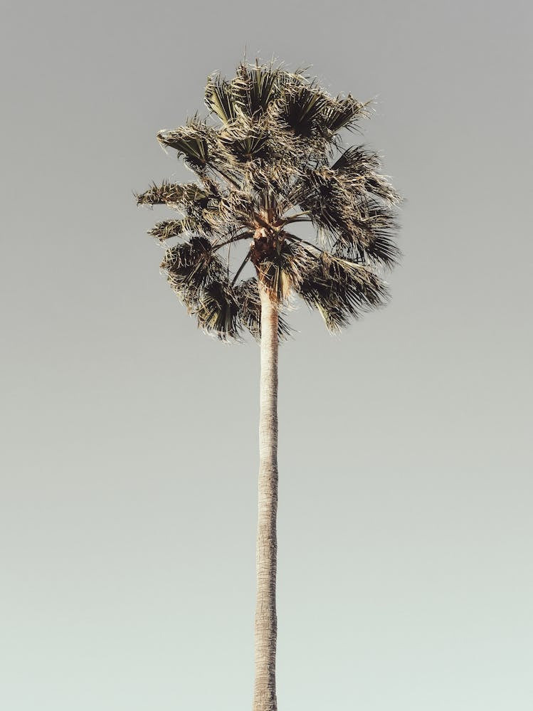 Palm Tree_2191206
