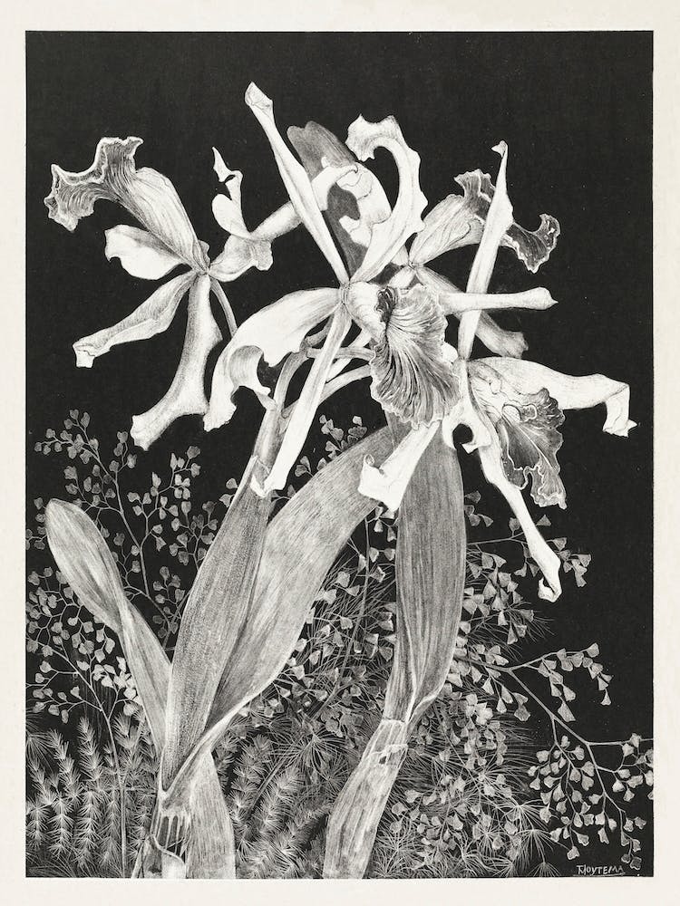 orchideen bilder schwarz weiß Schwarz-weiße Orchideenblüten Art Print by Alemi – Fy!